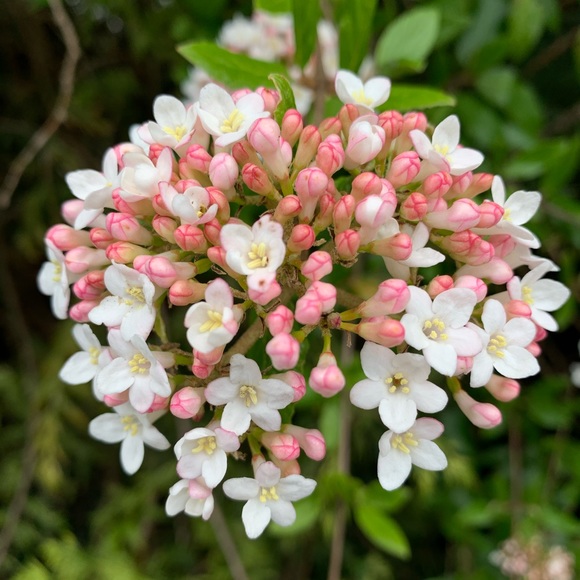 Meet your Posher, Anna - Picture 1 of 1